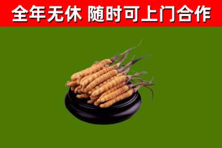 临漳烟酒回收冬虫夏草.jpg