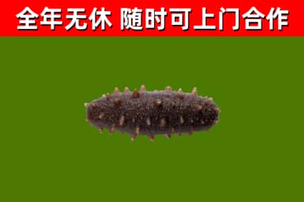 临漳回收海参干